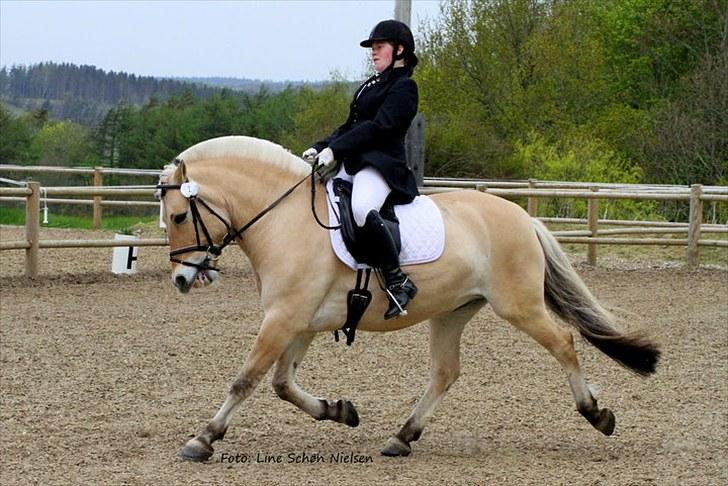 Fjordhest Bartoldi - Øgening skråt igennem.. Birken 2010 billede 8