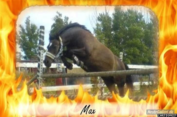 Anden særlig race Max - Max er en super pony han kan springe igennem ild,, ,ej, det var bare for sjov ... :) hehe billede 10
