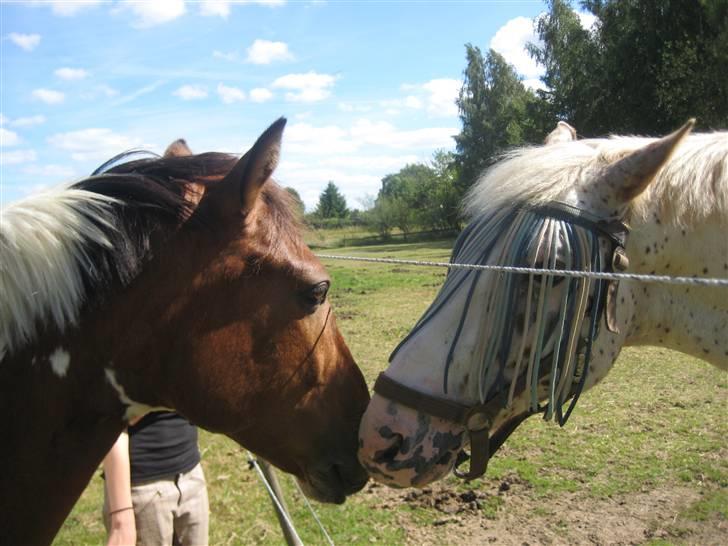 Anden særlig race Mexi <3 Solgt ;( - Mexi og Bravo hygger :o) billede 20