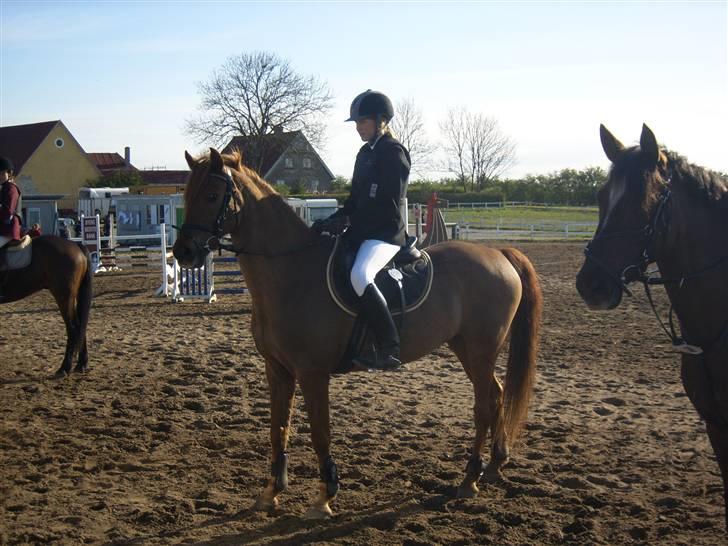 Hollandsk Sportspony Amadeus SOLGT - JAHHHH.....3.plads til disriktsstævne på boller rideklub (BOR) billede 2