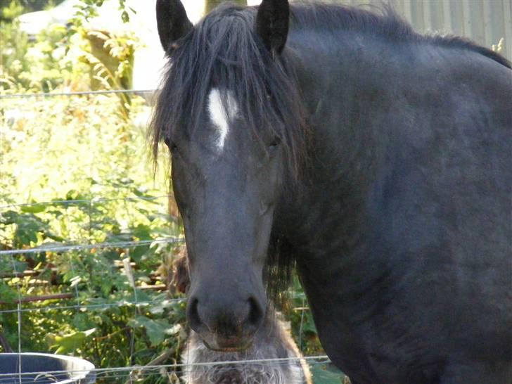 Irish Cob Nørre Kirkebys Rakel billede 4