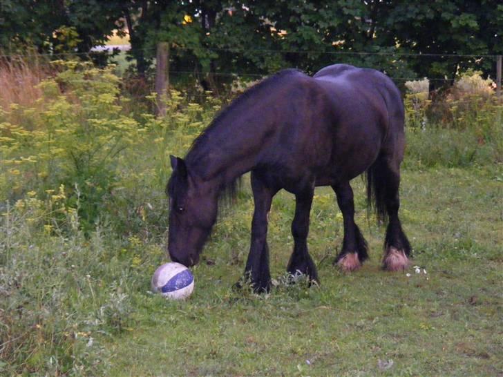 Irish Cob Nørre Kirkebys Rakel billede 6