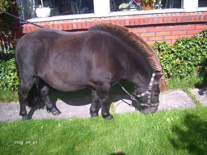Shetlænder Plys *Solgt* :( - Er han ikke bare sød :) Hvor der er mad er han også!!! billede 2