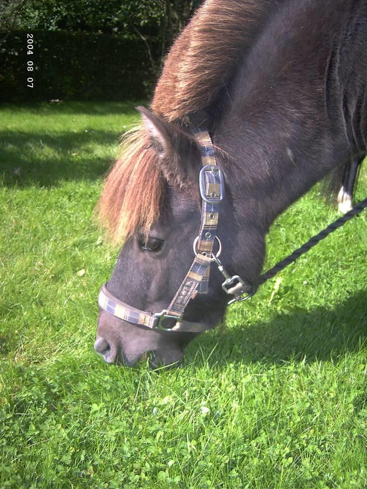 Shetlænder Plys *Solgt* :( - Er han ikke sød :) billede 5