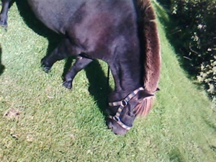 Shetlænder Plys *Solgt* :( - Det grønne jeg spiser, smager bare rigtig godt :) billede 11