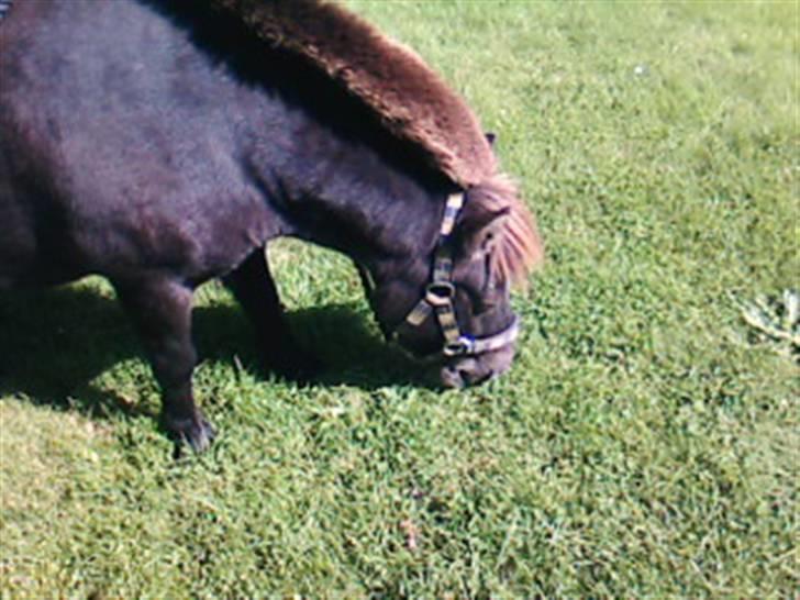 Shetlænder Plys *Solgt* :( - :) billede 12