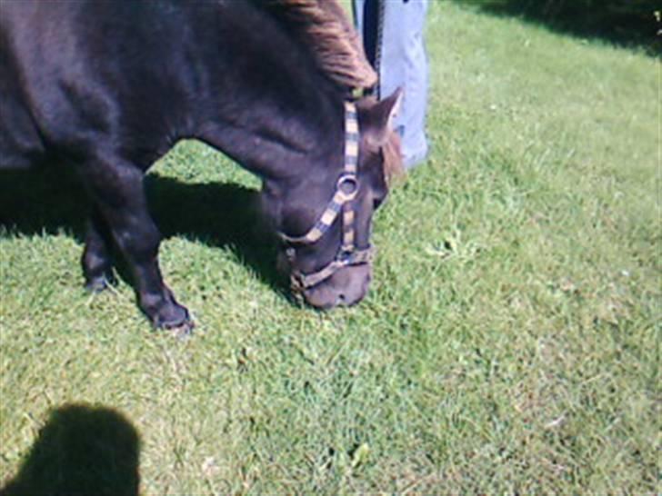 Shetlænder Plys *Solgt* :( - Jeg kan blive ved og ved :) billede 13