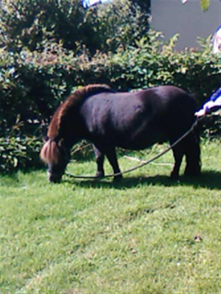 Shetlænder Plys *Solgt* :( - :)  billede 14