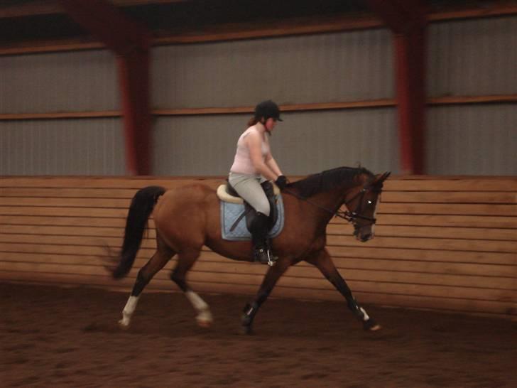 Hollandsk Varmblod Djuno/Lux :'( Aflivet :'( - Jeg savner dig :´( billede 1