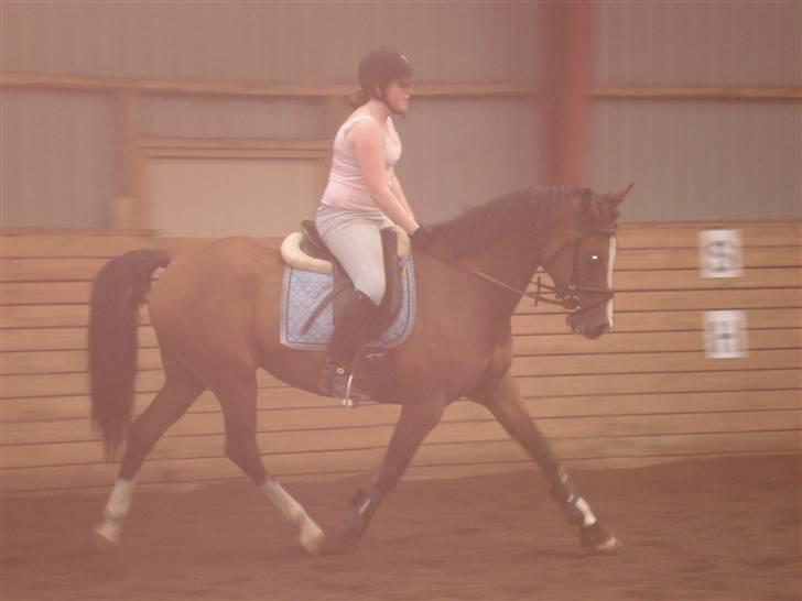 Hollandsk Varmblod Djuno/Lux :'( Aflivet :'( - Jeg savner dig :´( billede 2