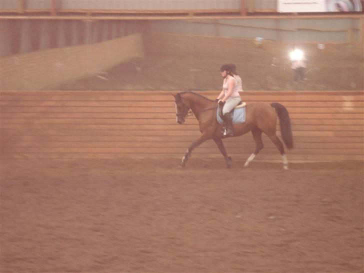 Hollandsk Varmblod Djuno/Lux :'( Aflivet :'( - Jeg savner dig :´( billede 4