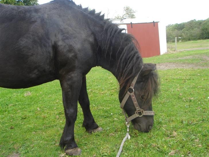 Anden særlig race Smuttie - Så er der græs i lange baner til mig:D:D    Foto: Mig billede 17