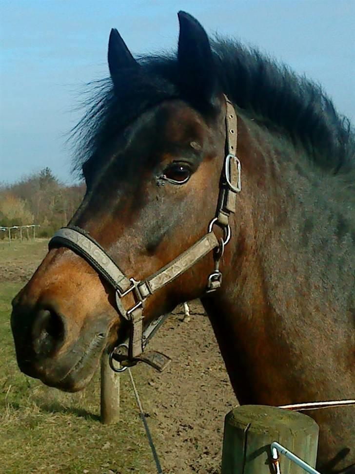 New Forest Angelique<3 R.I.P  - hun er dejlig<3 billede 11