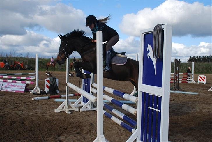 New Forest Angelique<3 R.I.P  - Ango og Basse springtræning:) Foto: Anita Larsen billede 14