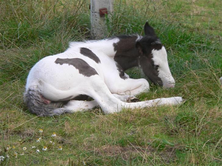 Irish Cob Frydendal's Labhaoise billede 13