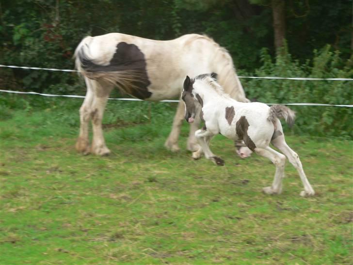 Irish Cob Frydendal's Labhaoise billede 14