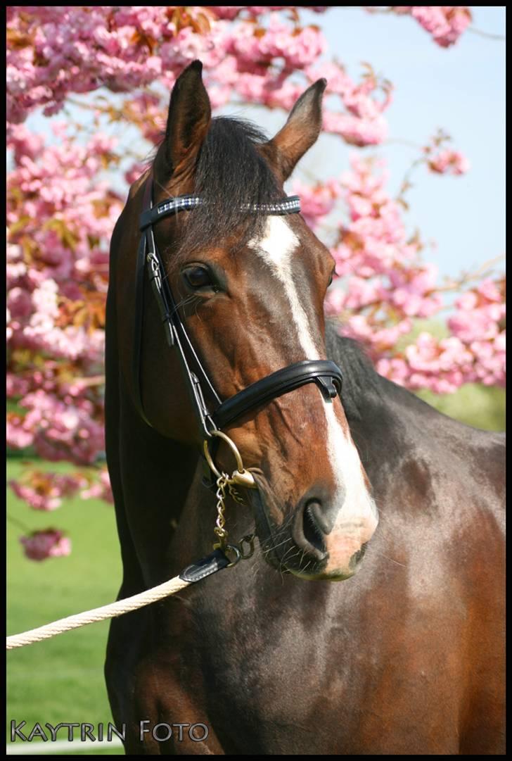 Oldenborg Fabienne af Hvarre - Fabienne af Hvarre - d. 2. Maj 2009 - Et af mine yndlings billeder <3 billede 1