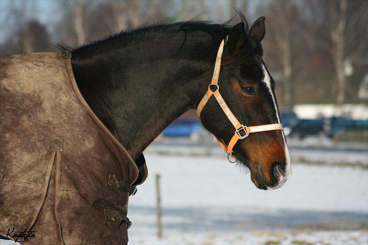 Oldenborg Fabienne af Hvarre - Smukke Fabienne d. 30 januar 2011 billede 2
