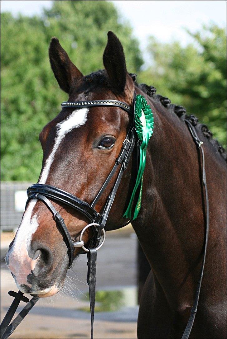 Oldenborg Fabienne af Hvarre - Smukke Fabienne med sin roset fra DOA, som hun fik tildelt da hun fik sit "R" d. 22 august 2010 billede 7