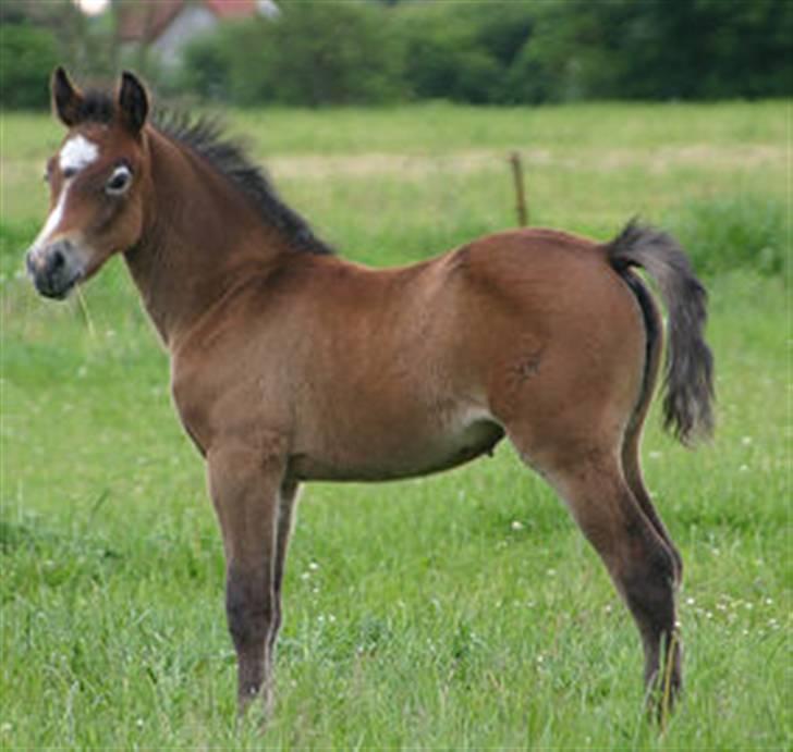 Connemara Elmely´s Bessie - Bessie  som føl 2006 billede 2