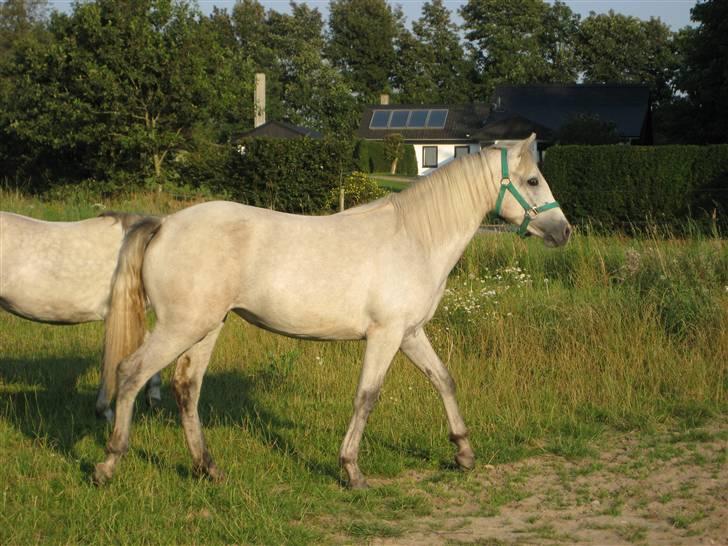 Connemara Elmely´s Bessie - Bessie august 2007 billede 4