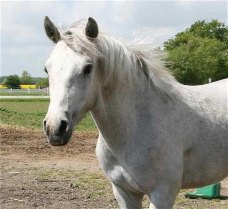 Connemara Elmely´s Bessie - Bessie sommer 2007 billede 6