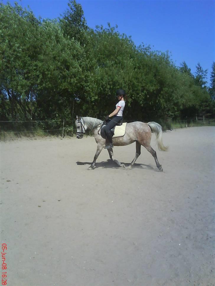 Arabisk fuldblod (OX) Cezanne OX  Solgt - Dressur d. 05-06-08 billede 7