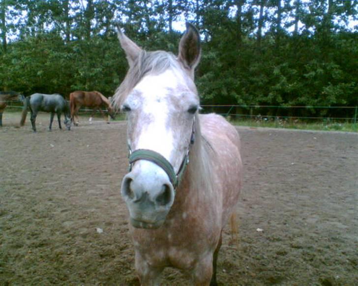 Arabisk fuldblod (OX) Cezanne OX  Solgt - Heh´ lidt sjov har man da lov til  at se ud! ;D (Hos tilrideren) billede 8