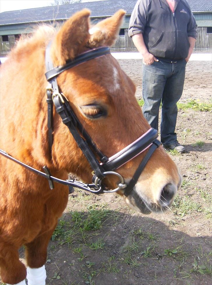 Shetlænder Anelunds Cirkeline billede 7