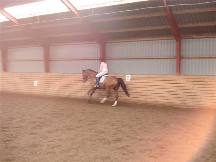 Hollandsk Varmblod Djuno/Lux :'( Aflivet :'( - Jeg savner dig :´( billede 5