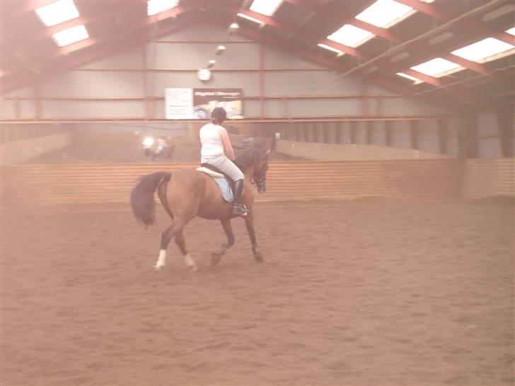 Hollandsk Varmblod Djuno/Lux :'( Aflivet :'( - Jeg savner dig :´( billede 6