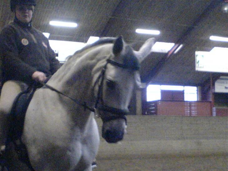 Dansk Varmblod AM´s Toscana (solgt) <3 - Fede Mig, for rigtig lang tid siden. Ligner mig ikke. Jeg skridter på hende, venter på Anna-maria der skulle ride hende. billede 16