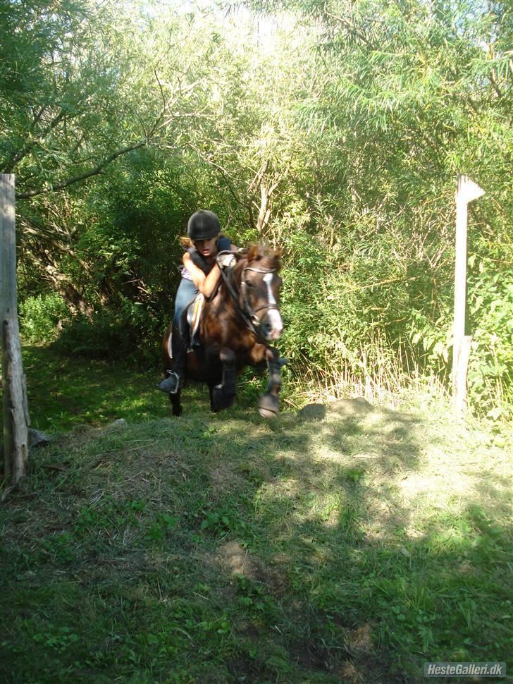 DSP Red Lady -  tidl. pony R.I.P :'( - Hun er bare så dygtig ....  SØG Military ridelejer billede 16