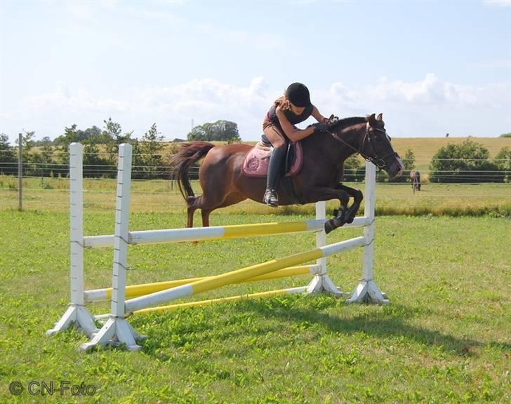 DSP Red Lady -  tidl. pony R.I.P :'( - i sommerhus 2009 - taget af Clara.  billede 17