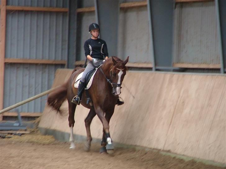 Dansk Varmblod Skikkilds Liando SOLGT - nu er han i form d; billede 2