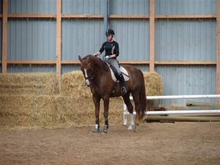 Dansk Varmblod Skikkilds Liando SOLGT - Træning. billede 3