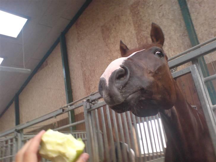 Dansk Varmblod Skikkilds Liando SOLGT - Han elsker mad (; billede 9