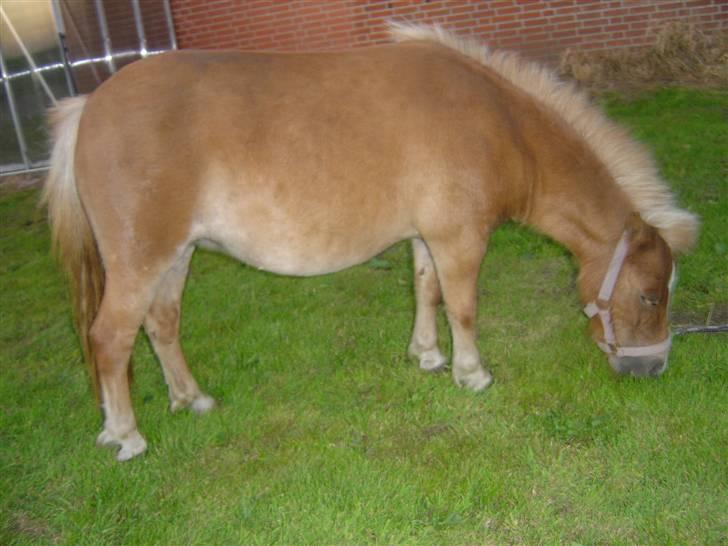 Shetlænder Line<3 billede 3