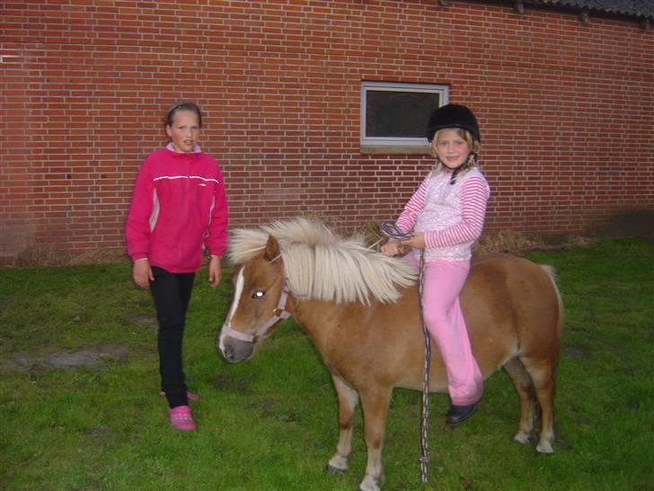 Shetlænder Line<3 billede 4