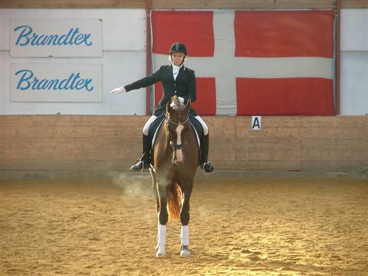 Dansk Varmblod Skikkilds Liando SOLGT -  C-stævne i Brande d. 13 oktober . LA1 , 63,11 %  2007 billede 14