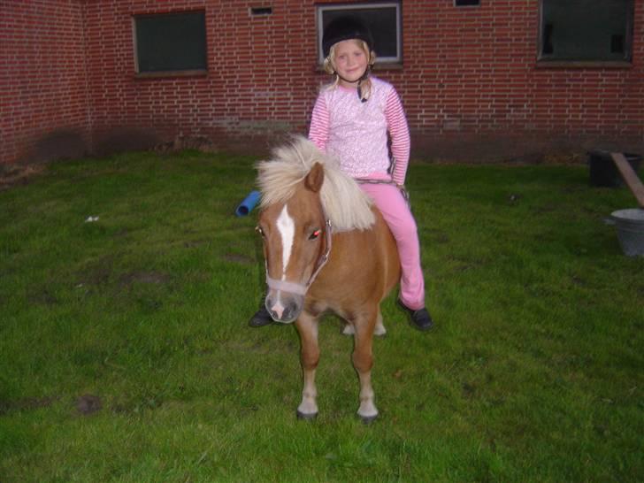 Shetlænder Line<3 billede 5