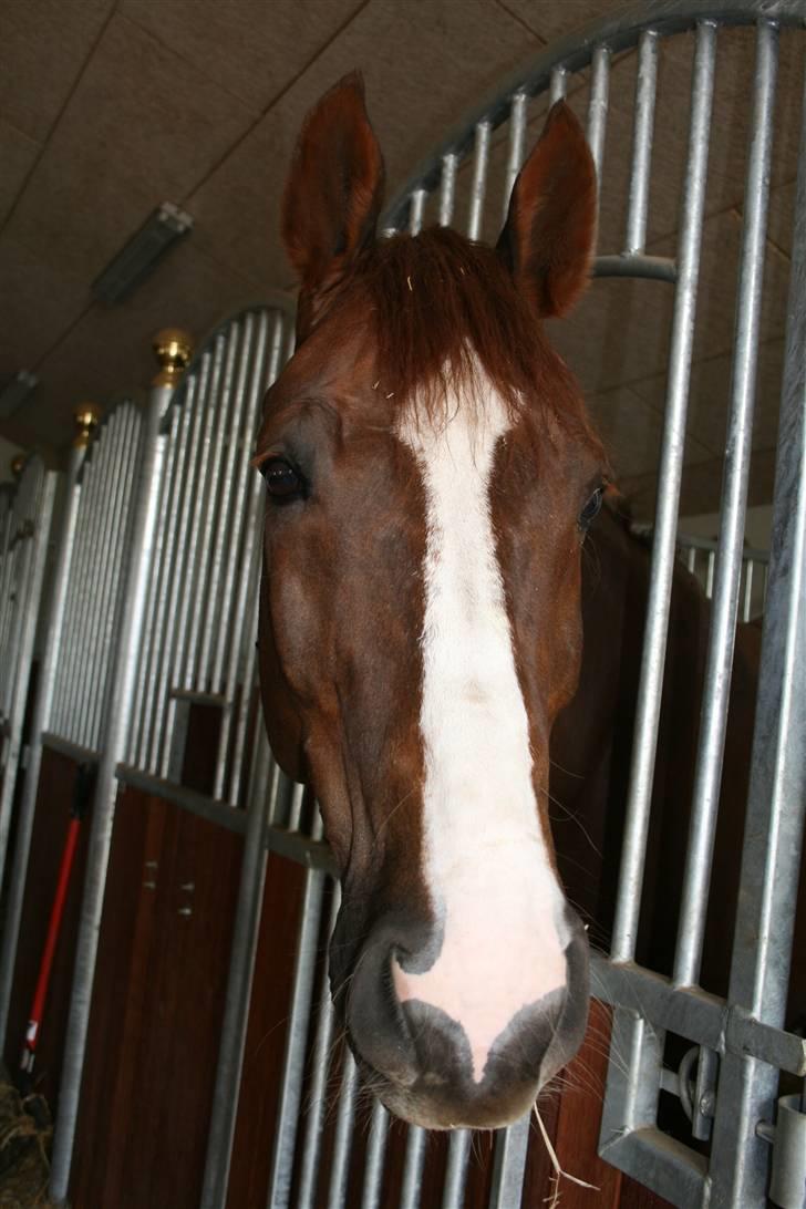 Dansk Varmblod Skikkilds Liando SOLGT - 28. april 2009 billede 15