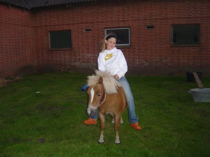 Shetlænder Line<3 billede 6