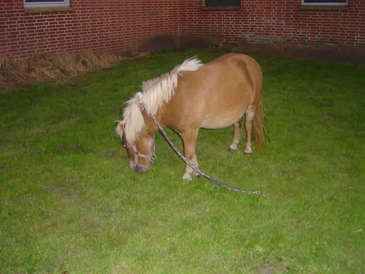 Shetlænder Line<3 billede 7