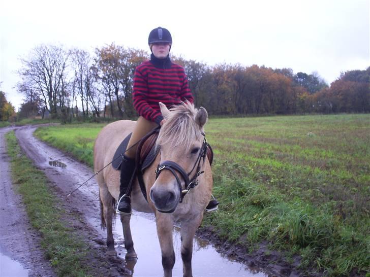 Fjordhest Thor Aalykke SOLGT 1 jan  - Syntes han har et rigtig ponyhovede her :-) Foto: Far billede 1