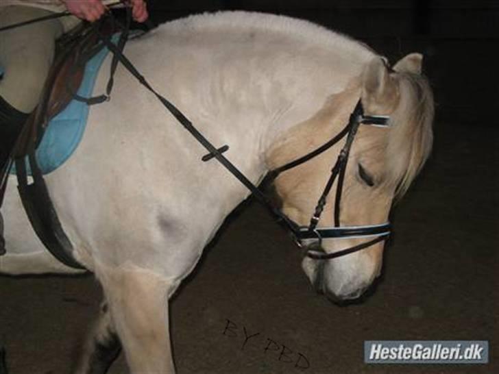 Fjordhest Thor Aalykke SOLGT 1 jan  - Nærbillede a det ene medlem a Team Rullepølser! :b Foto:Camilla:) Ingen a mine billeder må kopires eller bruges til net heste sider!! billede 2