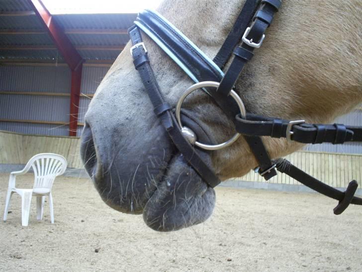 Fjordhest Thor Aalykke SOLGT 1 jan  - Da alt var godt <3 foto? billede 4