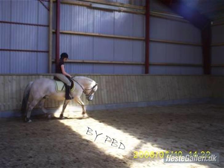 Fjordhest Thor Aalykke SOLGT 1 jan  - Han kan godt - efter Daniela har haft fingre i ham xD Foto: Daniela billede 5