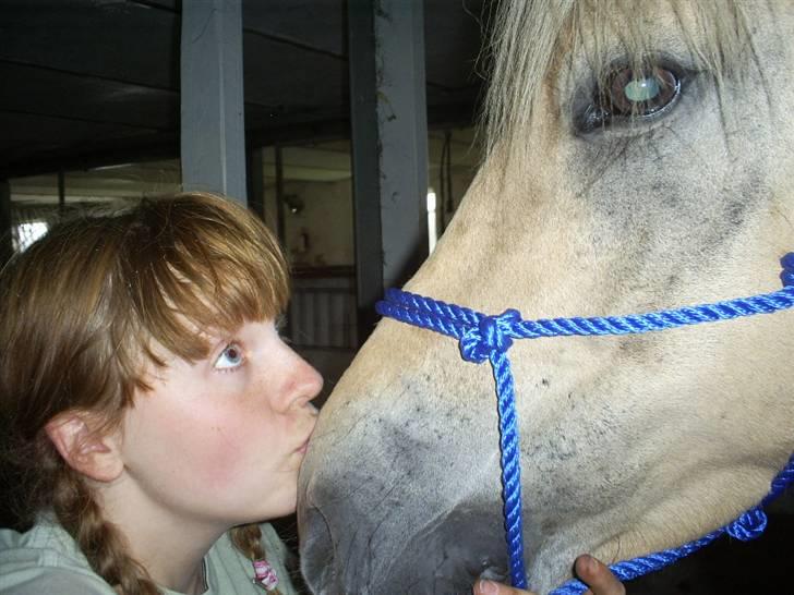 Fjordhest Thor Aalykke SOLGT 1 jan  - Thor & jeg passer perfekt sammen <3 Elsker den krikke :I billede 9