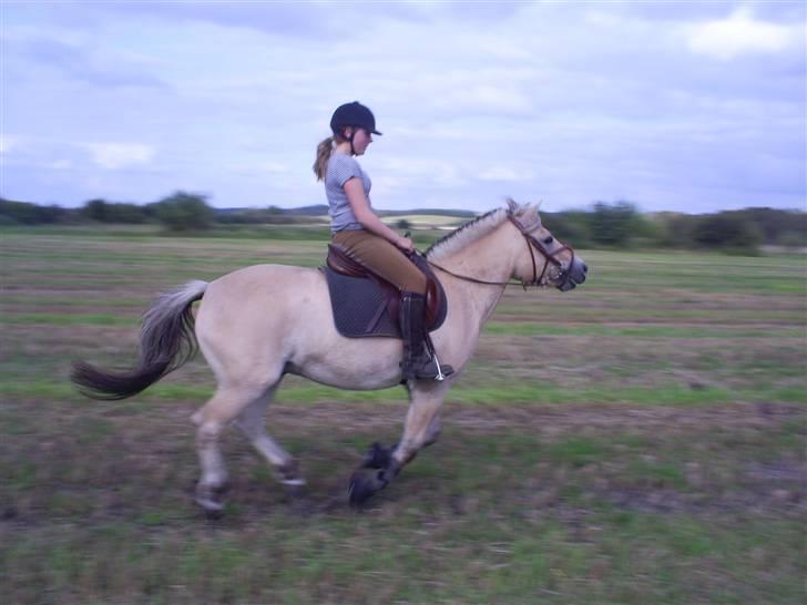 Fjordhest Thor Aalykke SOLGT 1 jan  - Han er så sød ;-) Foto: Camilla <3 billede 12